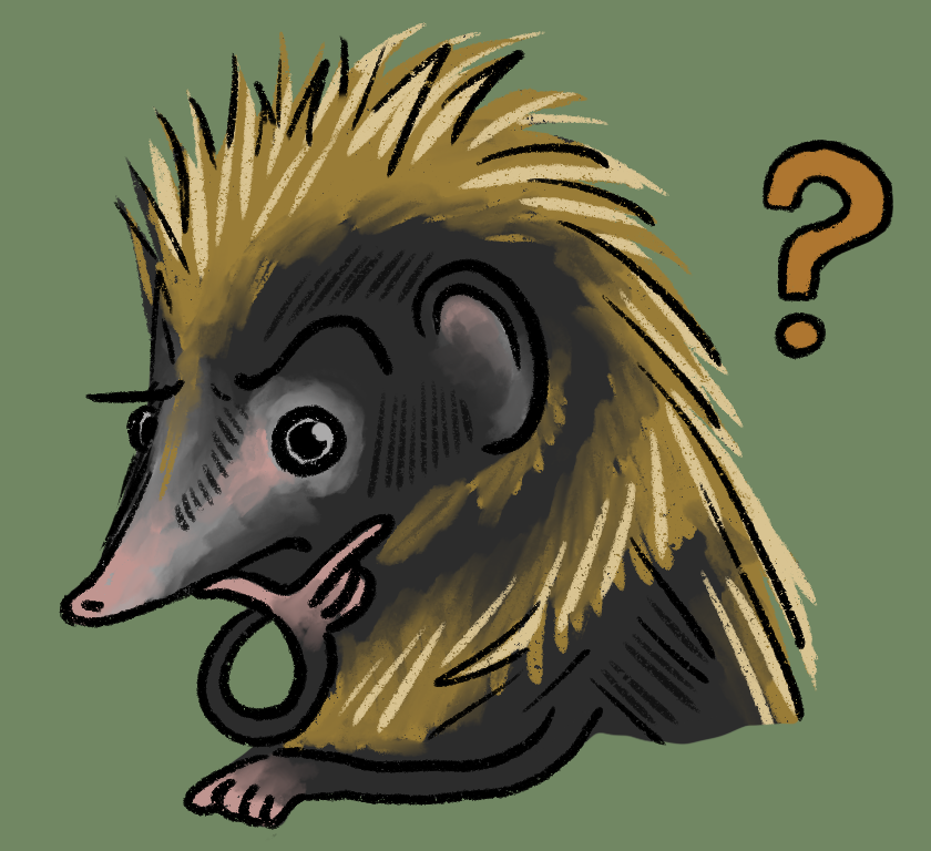 cartoon of a curious lowland streaked tenrec