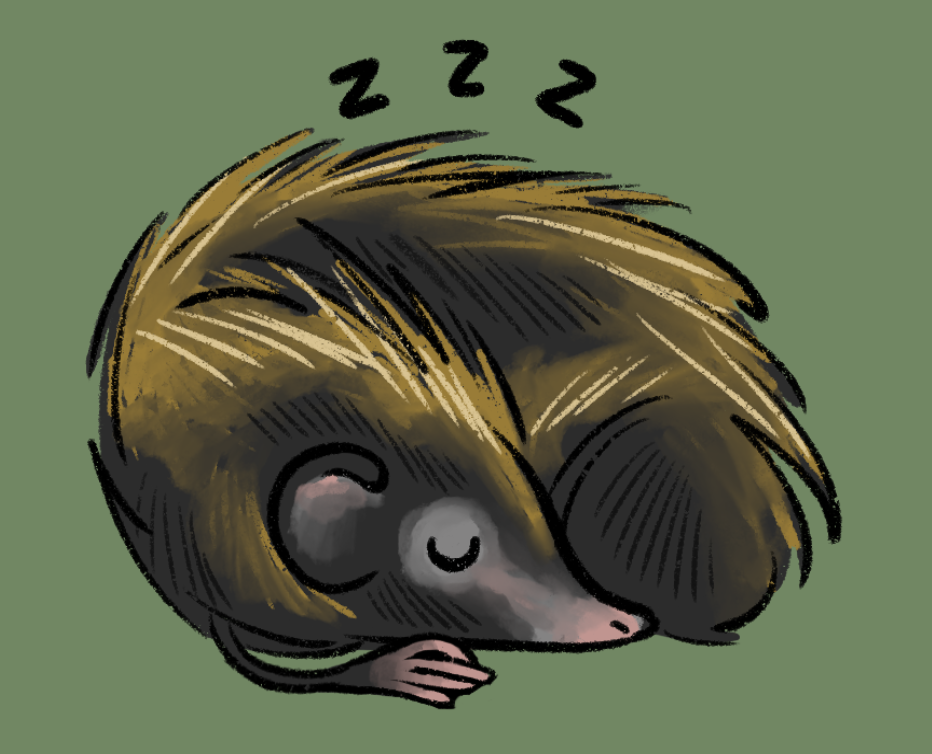 cartoon of a sleepy lowland streaked tenrec